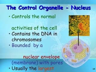 The Control Organelle - Nucleus Controls the normal  activities of the cell Contains the DNA in chromosomes Bounded  by a  nuclear envelope  (membrane) with pores Usually the  largest  organelle 
