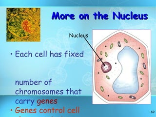 More on the Nucleus Each cell has fixed  number of chromosomes that carry  genes Genes control cell characteristics Nucleus 