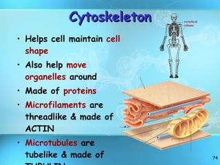 Cytoskeleton Helps cell maintain  cell shape Also help  move organelles  around Made of  proteins Microfilaments  are threadlike & made of ACTIN Microtubules  are tubelike & made of TUBULIN 