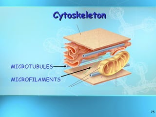 Cytoskeleton MICROTUBULES MICROFILAMENTS 