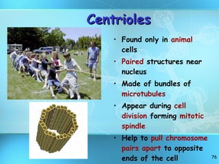 Centrioles Found only in  animal  cells Paired  structures near nucleus Made of bundles of  microtubules Appear during  cell division  forming  mitotic spindle Help to  pull chromosome pairs apart  to opposite ends of the cell 