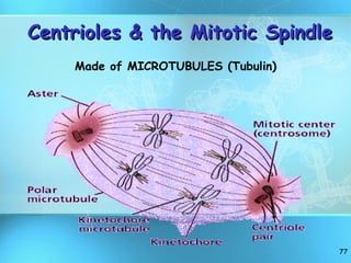 Centrioles & the Mitotic Spindle Made of MICROTUBULES (Tubulin) 