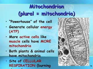Mitochondrion (plural = mitochondria) “ Powerhouse” of the cell Generate cellular  energy (ATP) More  active cells  like  muscle  cells have  MORE mitochondria Both plants & animal cells have mitochondria Site of  CELLULAR RESPIRATION  (burning glucose) 