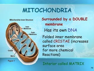 MITOCHONDRIA Surrounded by a DOUBLE membrane Folded inner membrane called  CRISTAE  (increases surface area for more chemical  Reactions) Has its own  DNA Interior called MATRIX 