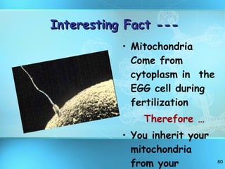 Interesting Fact --- Mitochondria Come from cytoplasm in  the EGG cell during fertilization  Therefore … You inherit your mitochondria from your mother ! 