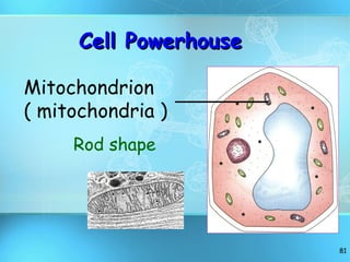 Cell Powerhouse Rod shape Mitochondrion ( mitochondria ) 