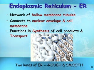 Endoplasmic Reticulum - ER Network of  hollow membrane tubules Connects to  nuclear envelope & cell membrane Functions in  Synthesis  of cell products &  Transport Two kinds of ER ---ROUGH & SMOOTH 