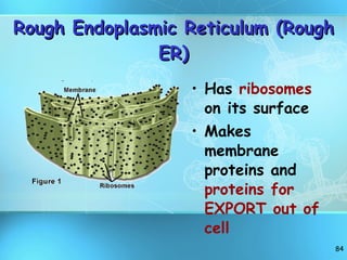 Rough Endoplasmic Reticulum (Rough ER) Has  ribosomes  on its surface  Makes membrane proteins and  proteins for EXPORT out of cell 
