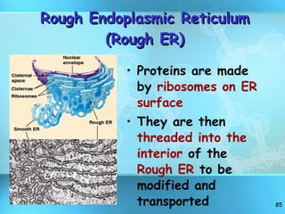 Rough Endoplasmic Reticulum (Rough ER) Proteins are made by  ribosomes on ER surface They are then  threaded into the interior  of the  Rough ER  to be modified and  transported 