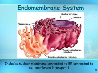 Endomembrane System Includes nuclear membrane connected to ER connected to cell membrane (transport) 