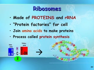 Ribosomes Made of  PROTEINS  and  rRNA “ Protein factories” for cell Join  amino acids  to make proteins Process called  protein synthesis    