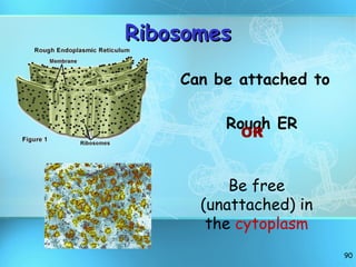 Ribosomes Can be attached to  Rough ER OR Be free (unattached) in the  cytoplasm 