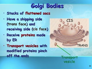 Golgi Bodies Stacks of  flattened sacs Have a shipping side ( trans face ) and receiving side ( cis face ) Receive  proteins  made by ER Transport vesicles  with modified proteins pinch off the ends Transport vesicle CIS TRANS 