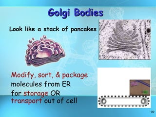 Golgi Bodies Look like a stack of pancakes Modify, sort, & package molecules from ER for  storage  OR  transport  out of cell 