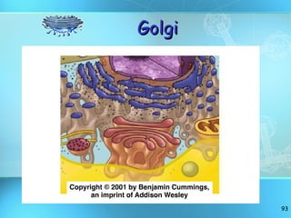 Golgi 