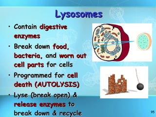 Lysosomes Contain  digestive enzymes Break down  food, bacteria,  and  worn out cell parts  for cells  Programmed for  cell death (AUTOLYSIS) Lyse (break open) &  release enzymes  to break down & recycle cell parts) 