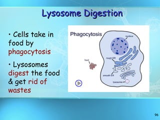 Lysosome Digestion Cells take in food by  phagocytosis Lysosomes  digest  the food & get  rid of wastes 