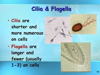 Cilia & Flagella Cilia  are shorter and more numerous on cells Flagella  are longer and fewer (usually 1-3) on cells 