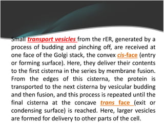 Cisterna Rer Cell structure, Ola Elgaddar | PDF