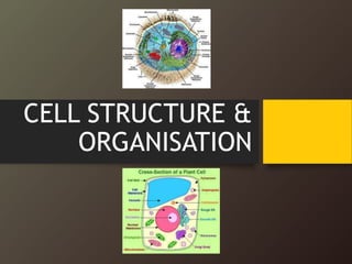 CELL STRUCTURE &
ORGANISATION
 