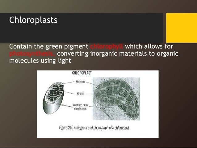 Cell structure & organisation