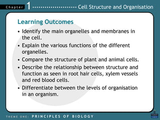 Cell Structure and Organisation
T H E M E O N E : P R I N C I P L E S O F B I O L O G Y
C h a p t e r 1
• Identify the main organelles and membranes in
the cell.
• Explain the various functions of the different
organelles.
• Compare the structure of plant and animal cells.
• Describe the relationship between structure and
function as seen in root hair cells, xylem vessels
and red blood cells.
• Differentiate between the levels of organisation
in an organism.
Learning Outcomes
 