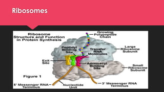 Ribosomes
 