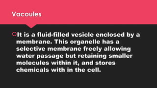 Vacoules
It is a fluid-filled vesicle enclosed by a
membrane. This organelle has a
selective membrane freely allowing
water passage but retaining smaller
molecules within it, and stores
chemicals with in the cell.
 