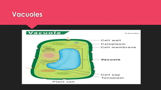 Vacuoles
 