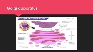 Golgi apparatus
 
