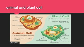 animal and plant cell
 