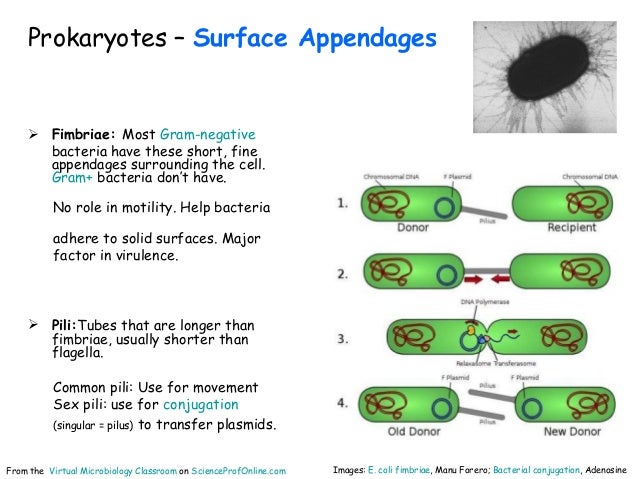 Cell structure prokaryotes_vmc