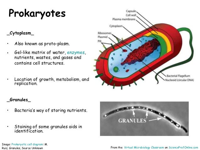 Cell structure prokaryotes_vmc