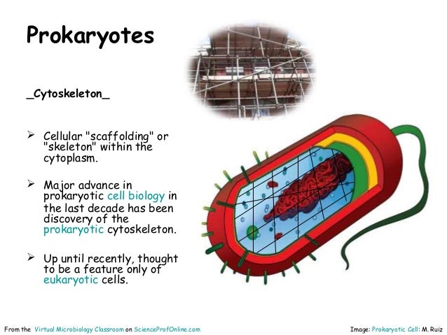 Cell structure prokaryotes_vmc