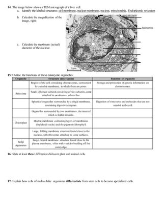 14. The image below shows a TEM micrograph of a liver cell.
a. Identify the labeled structures: cell membrane, nuclear membrane, nucleus, mitochondria, Endoplasmic reticulum
b. Calculate the magnification of the
image, right:
c. Calculate the maximum (actual)
diameter of the nucleus:
15. Outline the functions of these eukaryotic organelles:
Organelle Structure (description) Function of organelle
Region of the cell containing chromosomes, surrounded
by a double membrane, in which there are pores.
Storage and protection of genetic information on
chromosomes.
Ribosome
Small spherical subunit consisting oftwo subunits,some
attached to membranes, others free.
Spherical organelles surrounded by a single membrane,
containing digestive enzymes.
Digestion of structures and molecules that are not
needed in the cell.
Organelles surrounded by two membranes, the inner of
which is folded inwards.
Chloroplast
Double-membrane containing layers of membranes
(thylakoid stacks) and the pigment chlorophyll.
Large, folding membrane structure found close to the
nucleus, with ribosomes attached to some surfaces.
Golgi
Apparatus
Large, folded membrane structure found close to the
plasma membrane, often with vesicles budding off the
outer edge.
16. State at least three differences between plant and animal cells.
17. Explain how cells of multicellular organisms differentiate from stem cells to become specialized cells.
 