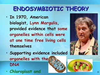 ENDOSYMBIOTIC THEORY In 1970, American biologist,  Lynn Margulis , provided evidence that  some organelles within cells were at one time free living cells  themselves Supporting evidence included  organelles with their own DNA Chloroplast and Mitochondria 