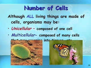 Number of Cells Although  ALL  living things are made of cells, organisms may be: Unicellular  –  composed of one cell Multicellular -  composed of many cells that may organize into tissues, etc. 