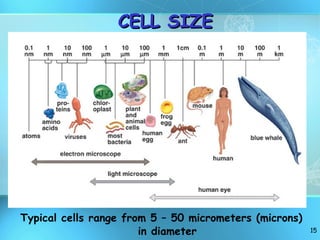 CELL SIZE Typical cells range from 5 – 50 micrometers (microns) in diameter 