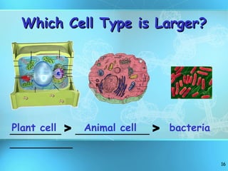 Which Cell Type is Larger? _________  >  _____________  >  ___________ Plant cell Animal cell bacteria 