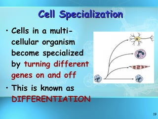 Cell Specialization Cells in a multi-cellular organism become specialized by  turning different genes on and off This is known as  DIFFERENTIATION 