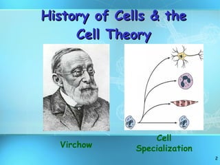 History of Cells & the Cell Theory Virchow Cell Specialization 