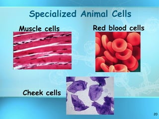 Specialized Animal Cells Muscle cells Red blood cells Cheek cells 