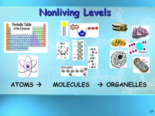 ATOMS     MOLECULES    ORGANELLES Nonliving Levels 
