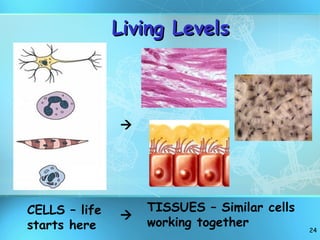CELLS – life starts here TISSUES – Similar cells working together Living Levels   