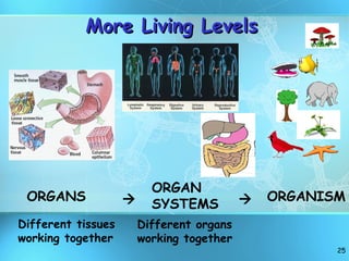 ORGANS ORGAN  SYSTEMS ORGANISM Different tissues working together Different organs working together   More Living Levels 