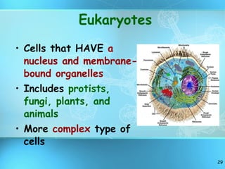 Eukaryotes Cells that HAVE  a nucleus and membrane-bound organelles Includes  protists, fungi, plants, and animals More  complex  type of cells 