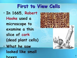 First to View Cells In 1665,  Robert Hooke  used a microscope to  examine a thin slice of  cork  (dead plant cells) What he saw looked like small boxes 