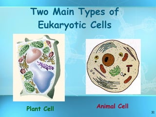 Two Main Types of Eukaryotic Cells Plant Cell Animal Cell 