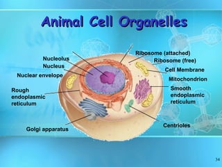 Animal Cell Organelles Nucleolus Nucleus Nuclear envelope Ribosome (attached) Ribosome (free) Cell Membrane Rough  endoplasmic  reticulum Golgi apparatus Mitochondrion Smooth  endoplasmic reticulum Centrioles 