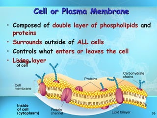 Cell or Plasma Membrane Composed of  double layer of phospholipids  and  proteins Surrounds  outside of  ALL cells Controls what  enters or leaves the cell Living layer Outside of cell Inside of cell (cytoplasm) Cell membrane Proteins Protein channel Lipid bilayer Carbohydrate chains 